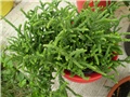 crasula